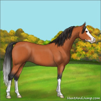 Horse Color:Bay Roan Splash