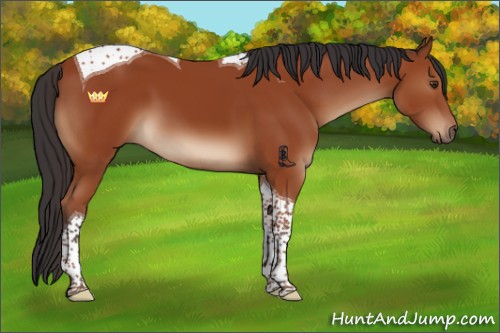 Horse Color:Brown Tobiano 