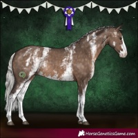 Horse Color:White Spotted Silver Brown Dun Sabino