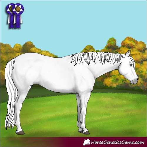 Horse Color:Gray Silver Brown Dun Leopard 