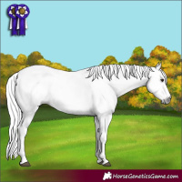 Horse Color:Gray Silver Brown Dun Appaloosa 
