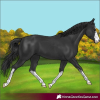 Horse Color:White Spotted Black