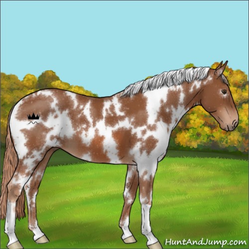 Horse Color:White Spotted Chestnut 