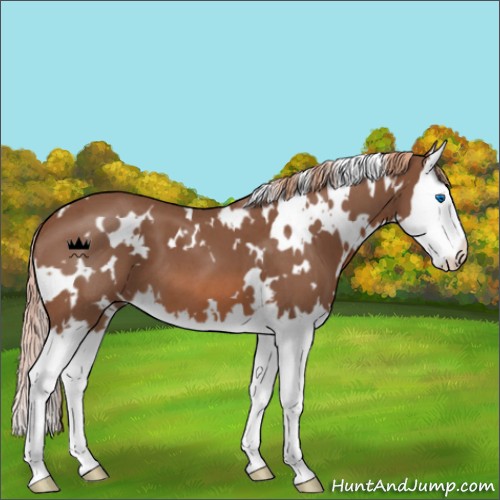 Horse Color:White Spotted Red Roan Splash 