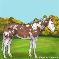 Horse Color:White Spotted Red Roan Splash