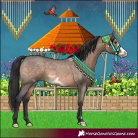 Horse Color:Brown Roan Dun Frame 