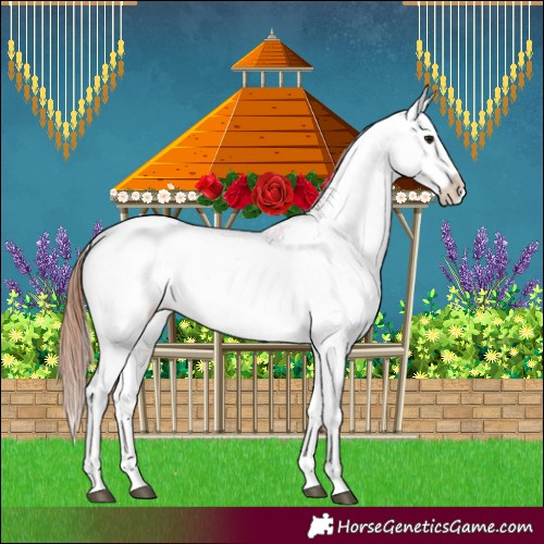 Horse Color:White Spotted Bay Dun Appaloosa 