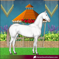 Horse Color:White Spotted Bay Dun Appaloosa 
