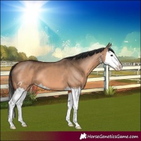 Horse Color:White Spotted Brown Dun Splash 