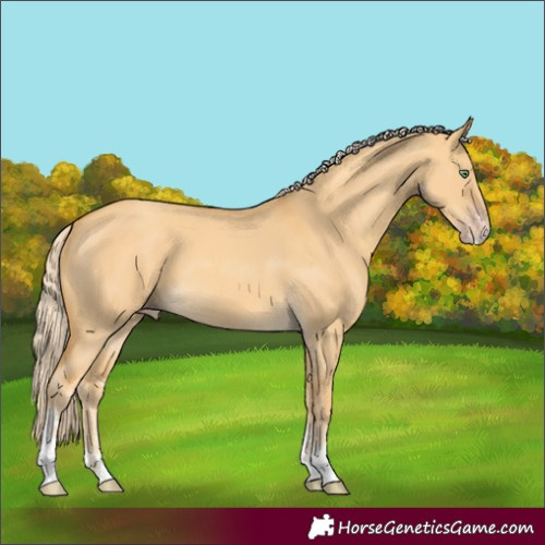Horse Color:Gold Cream Champagne Dun Sabino 