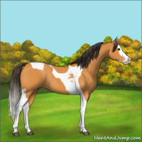 Horse Color:Buckskin Splash Tobiano Rabicano 