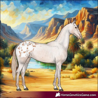 Horse Color:Chestnut Appaloosa 