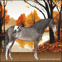 Horse Color:Liver Chestnut Sabino Appaloosa Rabicano