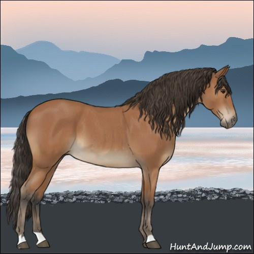 Horse Color:Bay Roan 