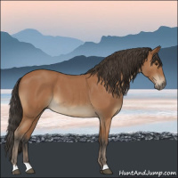Horse Color:Bay Roan 