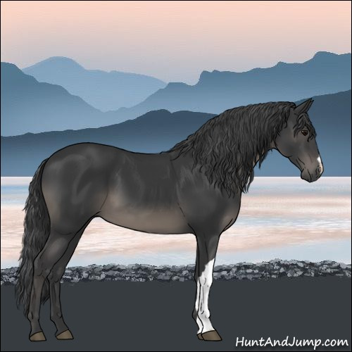 Horse Color:Black 
