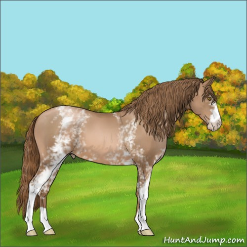 Horse Color:White Spotted Liver Chestnut Pearl