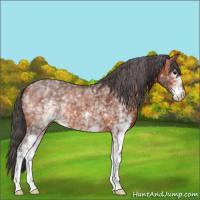 Horse Color:White Spotted Bay 