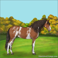 Horse Color:White Spotted Bay 