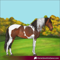Horse Color:Bay Tobiano Rabicano 