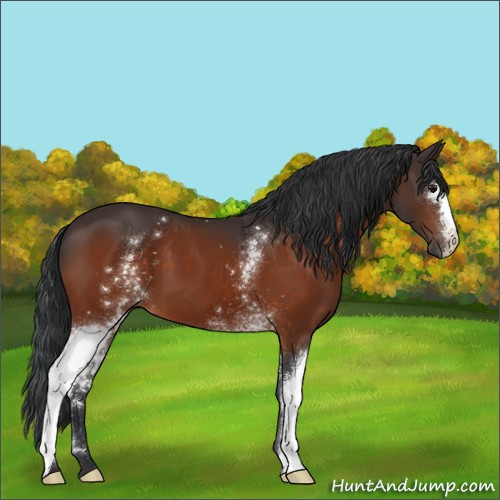 Horse Color:White Spotted Bay 