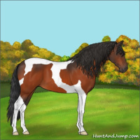 Horse Color:Brown Tobiano 