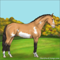 Horse Color:Buckskin Frame 
