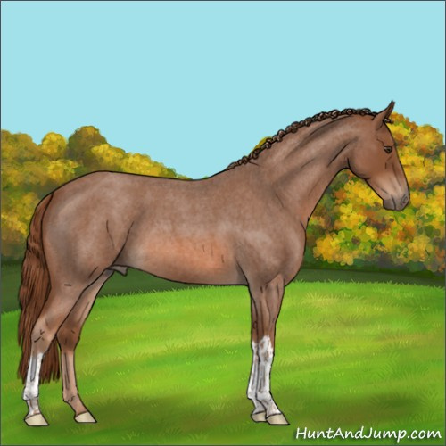 Horse Color:Red Roan 