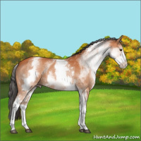 Horse Color:White Spotted Bay 