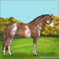 Horse Color:White Spotted Chestnut 