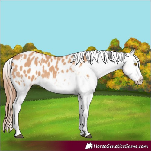 Horse Color:White Spotted Bay Dun Appaloosa 