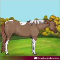 Horse Color:Liver Red Dun Tobiano 