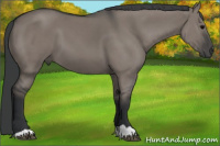 Horse Color:Grullo 