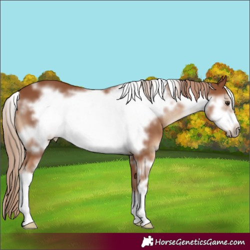 Horse Color:White Spotted Chestnut Sabino Frame 