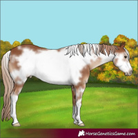 Horse Color:White Spotted Chestnut Sabino Frame