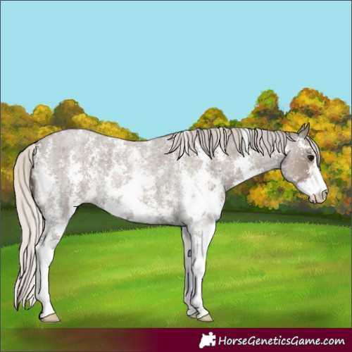 Horse Color:Silver Smoky Blue Roan Sabino 