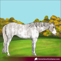 Horse Color:Silver Smoky Blue Roan Sabino