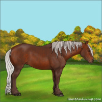 Horse Color:Void Silver Bay 