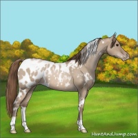 Horse Color:White Spotted Grullo Roan Pearl Appaloosa 