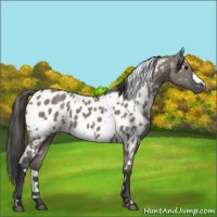 Horse Color:White Spotted Grullo Appaloosa 