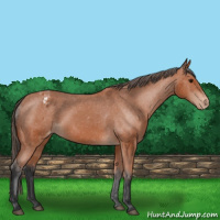 Horse Color:Bay Appaloosa