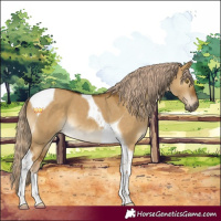 Horse Color:Chocolate Palomino Dun Tobiano 