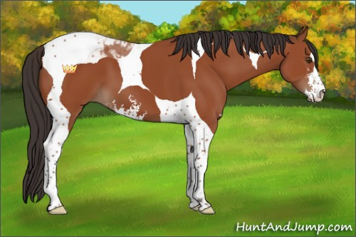 Horse Color:Bay Sabino Tobiano
