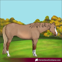 Horse Color:Red Dun 