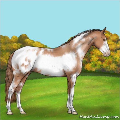Horse Color:White Spotted Brown Pearl Frame Appaloosa 