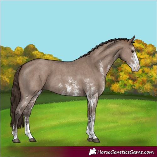 Horse Color:Liver Red Dun Sabino 