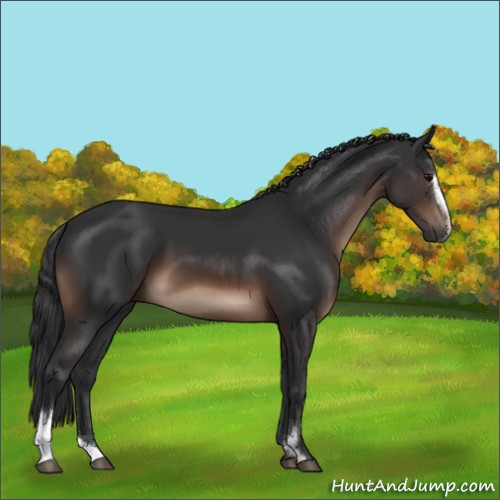 Horse Color:Brown Sabino