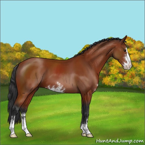 Horse Color:Brown Sabino