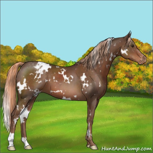 Horse Color:White Spotted Liver Chestnut Appaloosa 