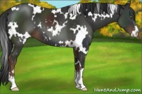 Horse Color:White Spotted Liver Chestnut Sabino 